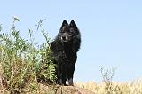 SCHIPPERKE 102